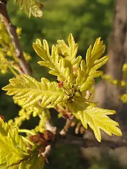 New leaves and reddish pistillate or 'female' flowers of Q. robur