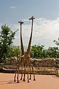 Giraffe Sculptures