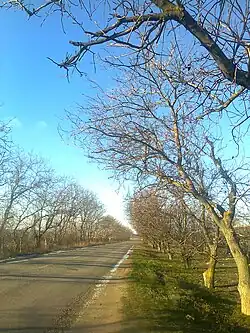 A street with trees growing along it