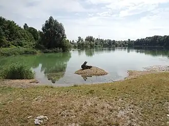 A small lake surrounded by trees