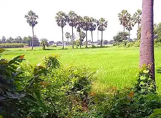 Farms of Akhini village