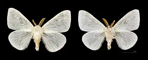 Male