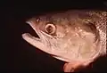 Sockeye salmon with gas bubble disease