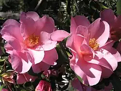 Simple-flowered Camellia × williamsii cv. 'Brigadoon'