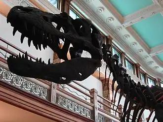 Signature dinosaur skeleton within the Redpath Museum, set against interior Beaux Art decorations