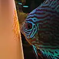 A discus (Symphysodon spp.) is guarding its eggs. Advanced broodcare is one of the defining characteristics of cichlids.