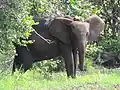 Elephant with a GPS collar
