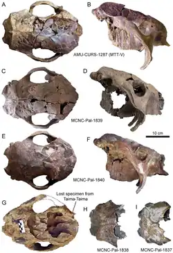 Photographs of several skulls of Glyptotherium cylindricum from Venezuela.