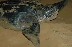 Leatherback turtle nesting at San Miguel Beach in Puerto Rico's Northeast Ecological Corridor. The leatherback turtle's "tears" are its way to shed excess salt.
