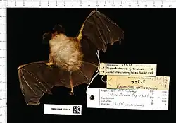 Brown bat