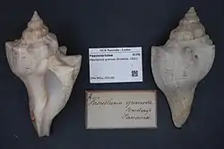 Photograph of two shells with a couple of museum record cards in between.