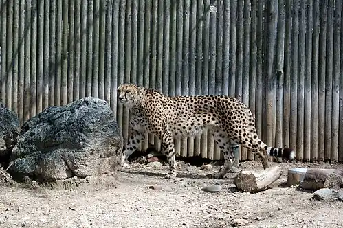 A cheetah