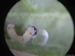 Larva eating its own eggshell