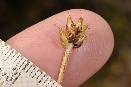 Close up of the fruiting capsules of Plantago udicola; note the sparsely hairy edges of the bracts