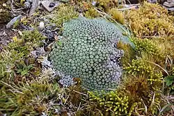 A Raoulia rubra colony in the middle of other grasses