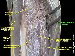 Extensor digitorum muscle