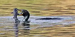 Cormorant with fish