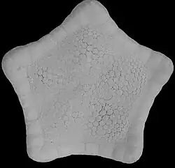 Sphaeriodiscus mirabilis