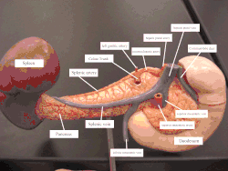 Arteries and veins around the pancreas and spleen