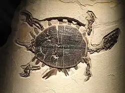 Hummelichelys with crocodile bite marks